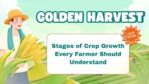 Stages of Crop Growth Every Farmer Should Understand