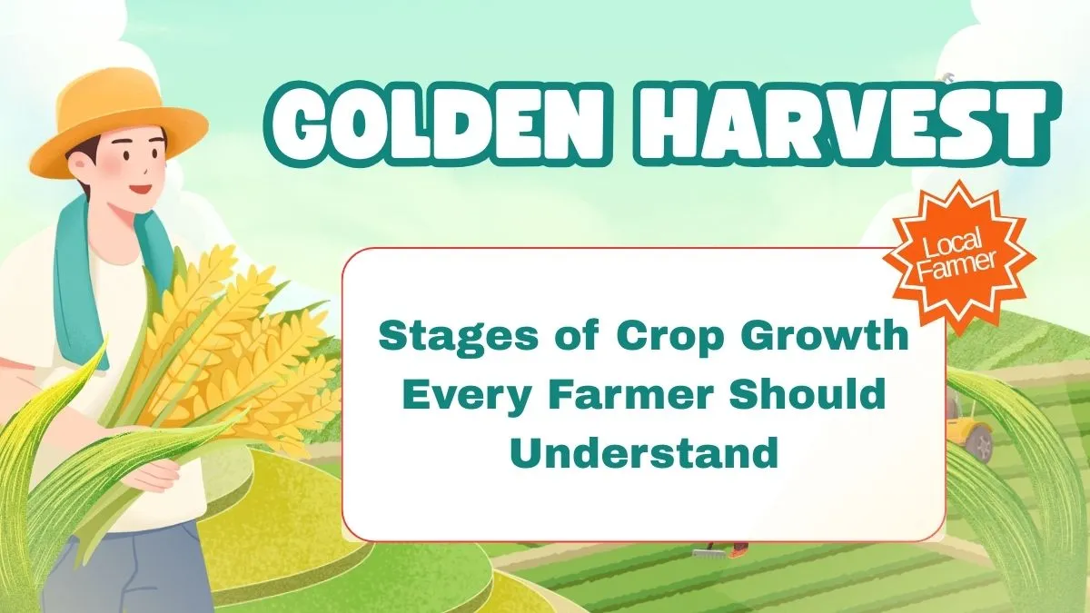 Stages of Crop Growth Every Farmer Should Understand